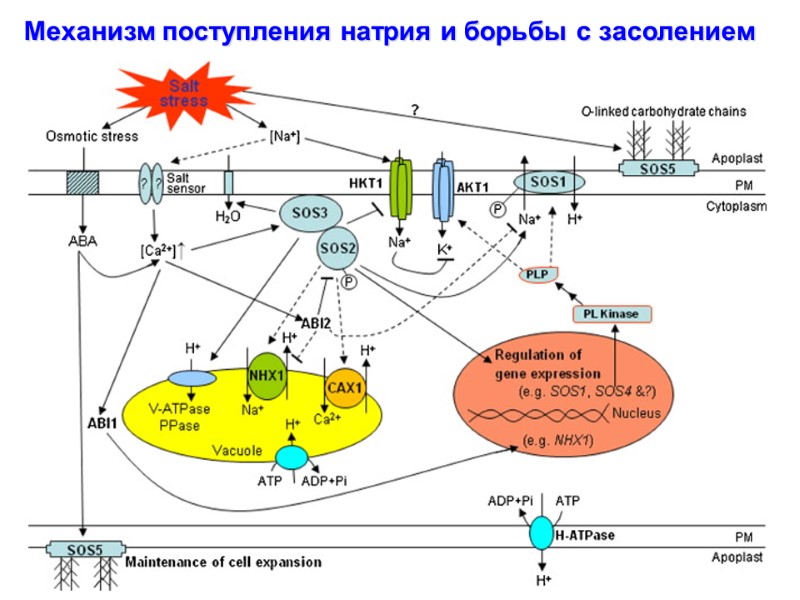 Механизм поступления натрия и борьбы с засолением